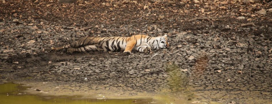 Obrázek k článku Indie - NP Ranthambore, tygr bengálský - 46