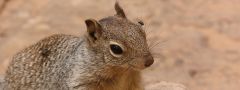 Jak se fotí chipmunkové