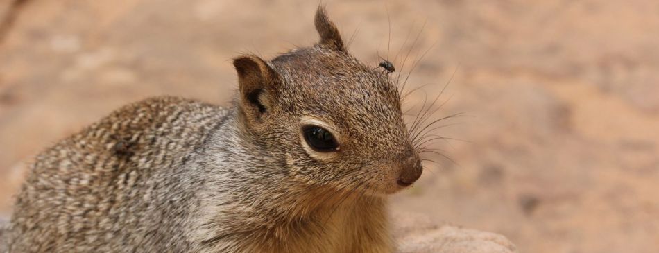 Obrázek k článku Jak se fotí chipmunkové - 15