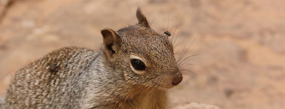 Obrázek k článku Jak se fotí chipmunkové - Nové Strašecí - 15