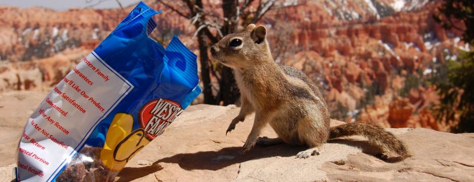 Obrázek k článku JAK SE FOTÍ CHIPMUNKOVÉ - letak_chip