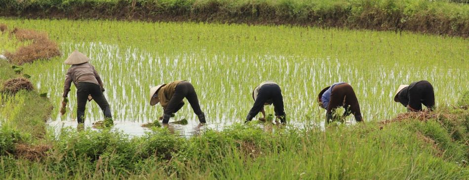 Obrázek k článku VIETNAM S VŮNÍ KORIANDRU - 20120703-074400-IMG_4503a