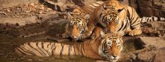 Indie - NP Ranthambore, tygr bengálský