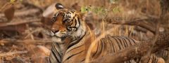 Indie - NP Ranthambore, tygr bengálský