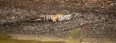Indie - NP Ranthambore, tygr bengálský