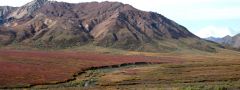Denali národní park