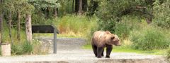 Katmai National Park