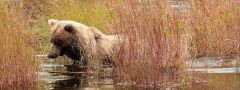 Katmai National Park
