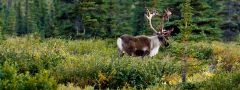 Dalton Highway, Yukon, Arctic Circle