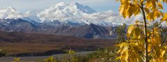 Denali national park