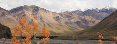 Denali national park