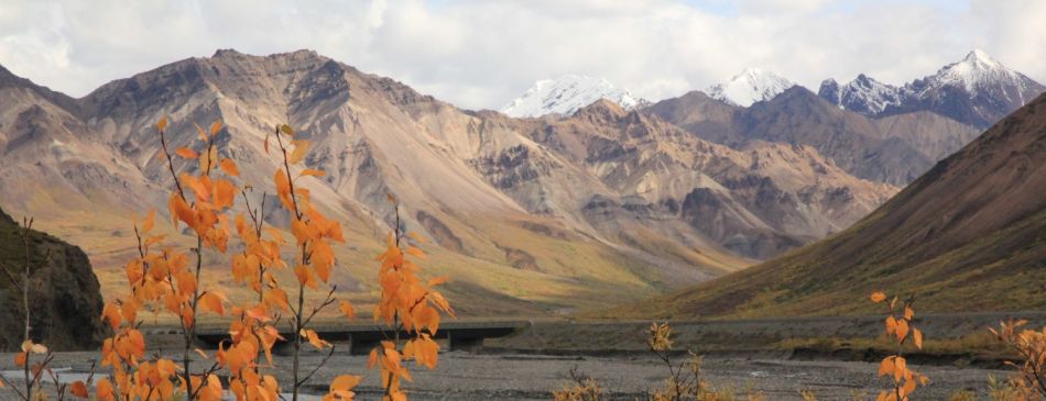 Image for article Denali national park - 20110826-155440-IMG_8227