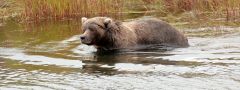 Katmai national park